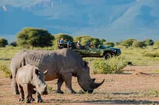 The Ultimate Guide to Planning an Africa Safari Trip