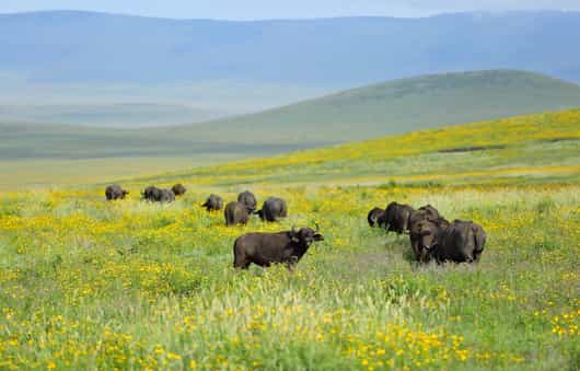 Ngorongoro Crater