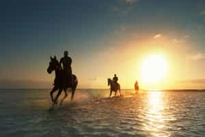 Explore the forest paths of Mauritius on horseback