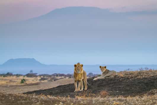 Amboseli & Chyulu Hills