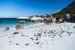 Meet the penguins at Boulders Beach, Cape Town
