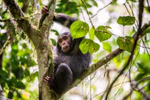 Spot Chimpanzees on a trek through Kibale Forest