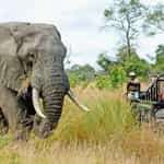 Kruger park 2025
