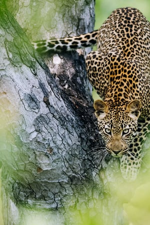 All in one: Vic Falls, bush & beach