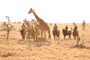 Ride amongst Lewa's wildlife on horseback