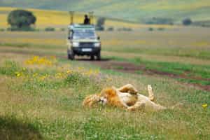 Ngorongoro Crater