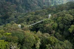 Nyungwe Forest National Park