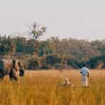The perfect South African/Botswana African safari