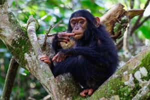 Spot Chimpanzees in Queen Elizabeth National Park