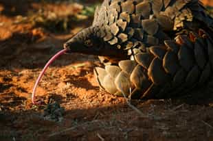 Top 10 conservation experiences: South Africa