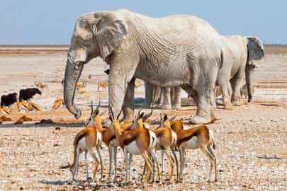 Etosha