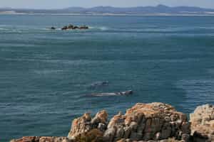 Hermanus