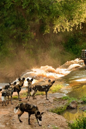 A family escape in South Africa & Mauritius