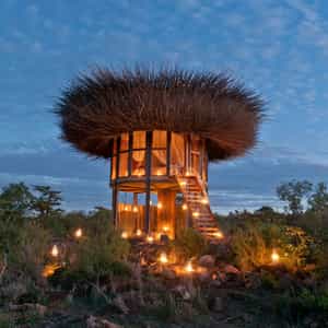 Bird Nest Image