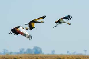 Birding in Africa