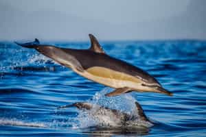 Enjoy a boat safari in Plettenberg Bay
