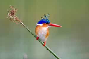 Okavango Delta