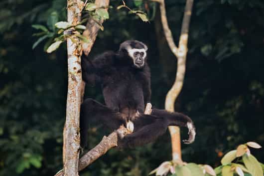 Cardamom Mountains
