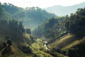 Chiang Rai