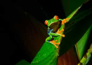 Costa Rica Wildlife