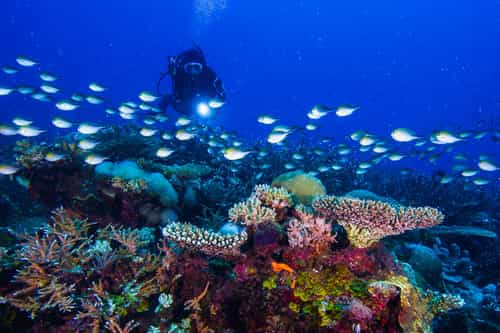 Diving & snorkelling