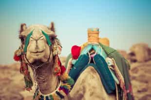 Egypt Country Guide