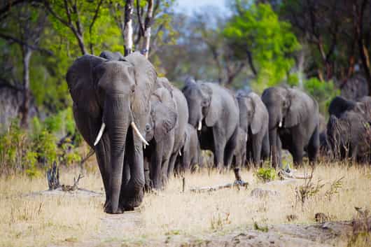 Hwange National Park