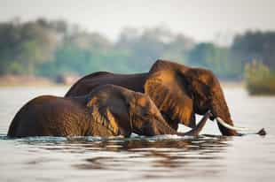 Zambia Safari Guide