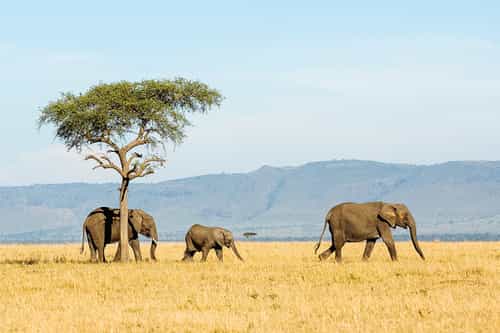 Tanzania