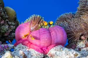 Go scuba diving off Reunion Island
