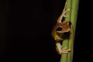 The Colombian Amazon