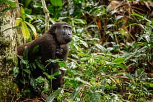Republic of the Congo