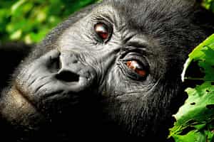 Trek through Bwindi to find the mountain Gorillas
