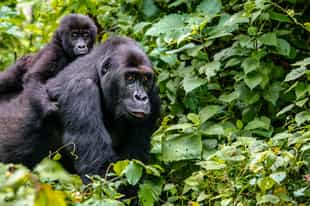 Where to go gorilla trekking: Uganda or Rwanda?