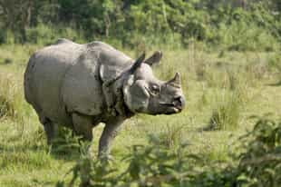 Global Safari Alternatives