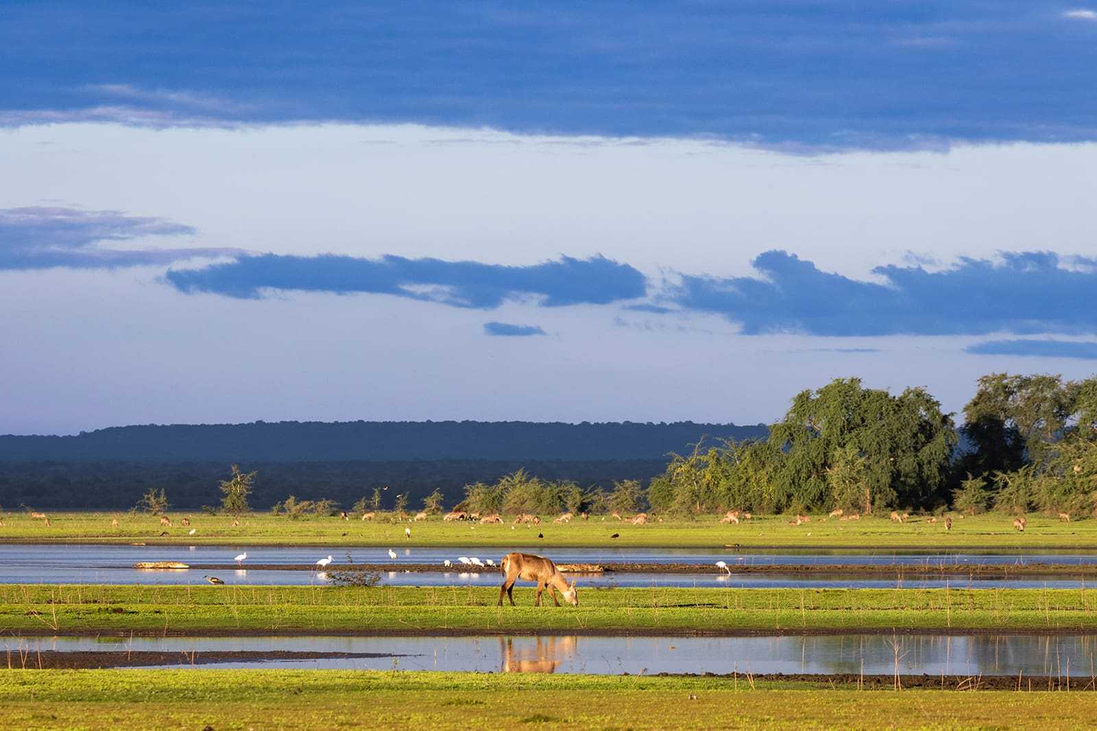 What wildlife will I see in Gorongosa National Park?
