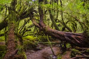 Carretera Austral North