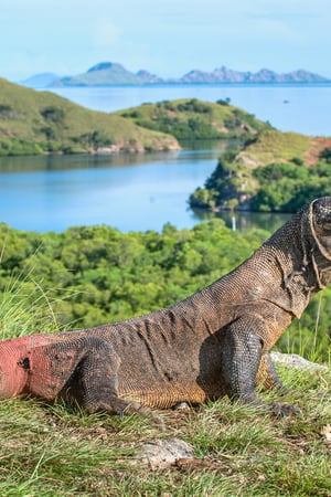  Epic wildlife & ancient culture in Indonesia