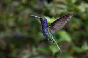 Monteverde Cloud Forest