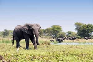 Liwonde National Park