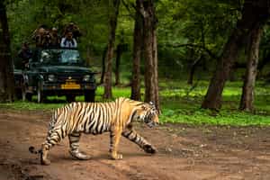Ranthambore National Park