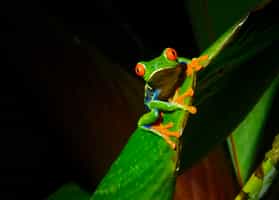 Take a twilight tour through Corcovado rainforest