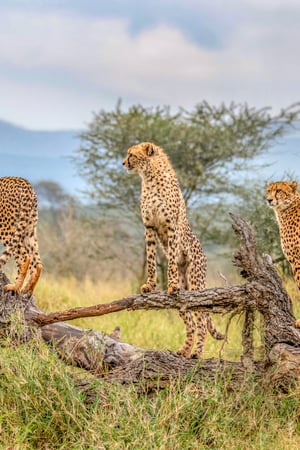South Africa