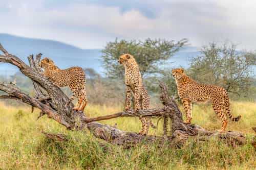 South Africa