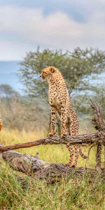 South Africa
