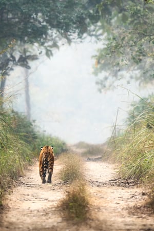 Himalayas and the Hidden Jungles of Nepal