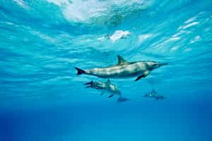 Hurghada