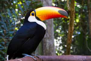Visit Parque das Aves