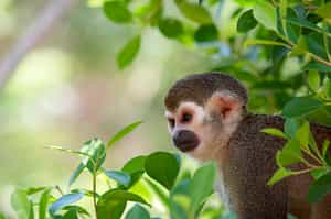 The Peruvian Amazon