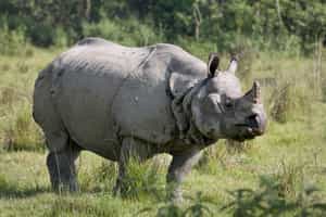 Chitwan National Park
